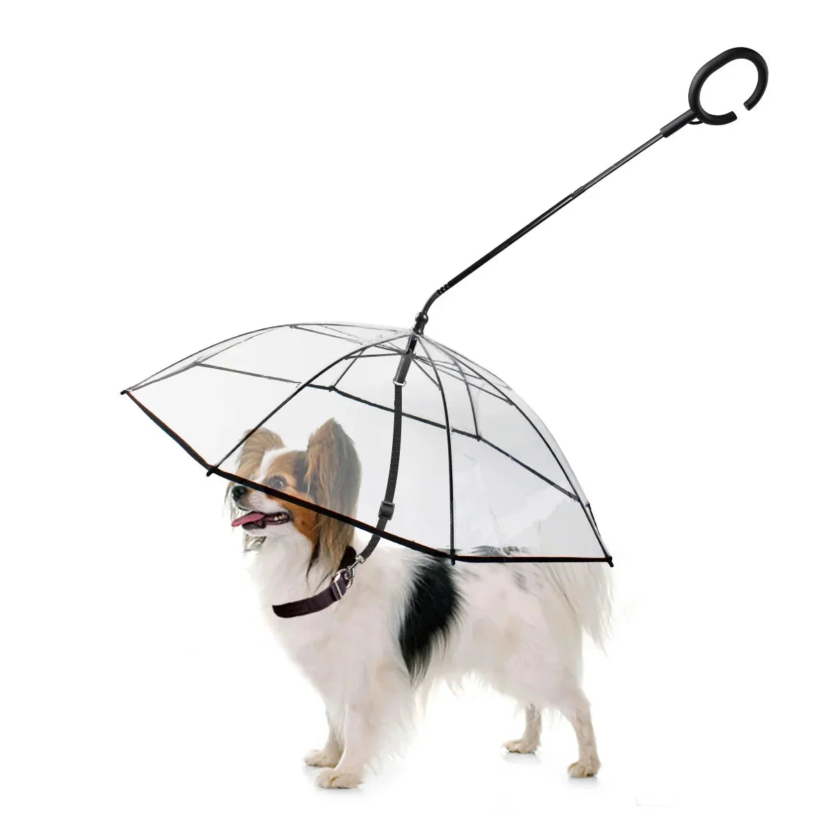 Dog Supplies